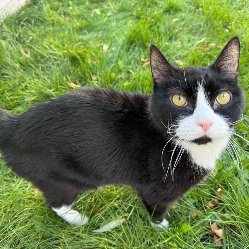 Bud DAP, Adoptable, Senior Male Domestic Short Hair.