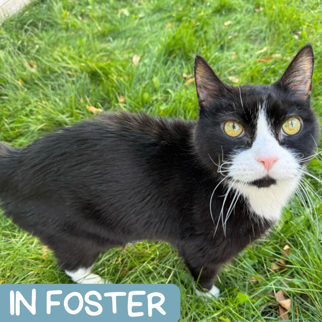 Bud DAP, Adoptable, Senior Male Domestic Short Hair.