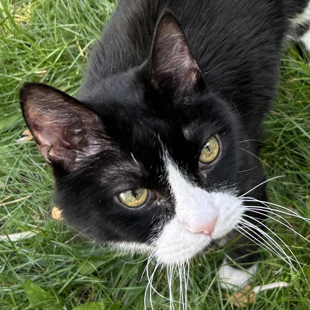 Enlarge Bud DAP, a Adoptable Domestic Short Hair in Denver, CO image 2/6