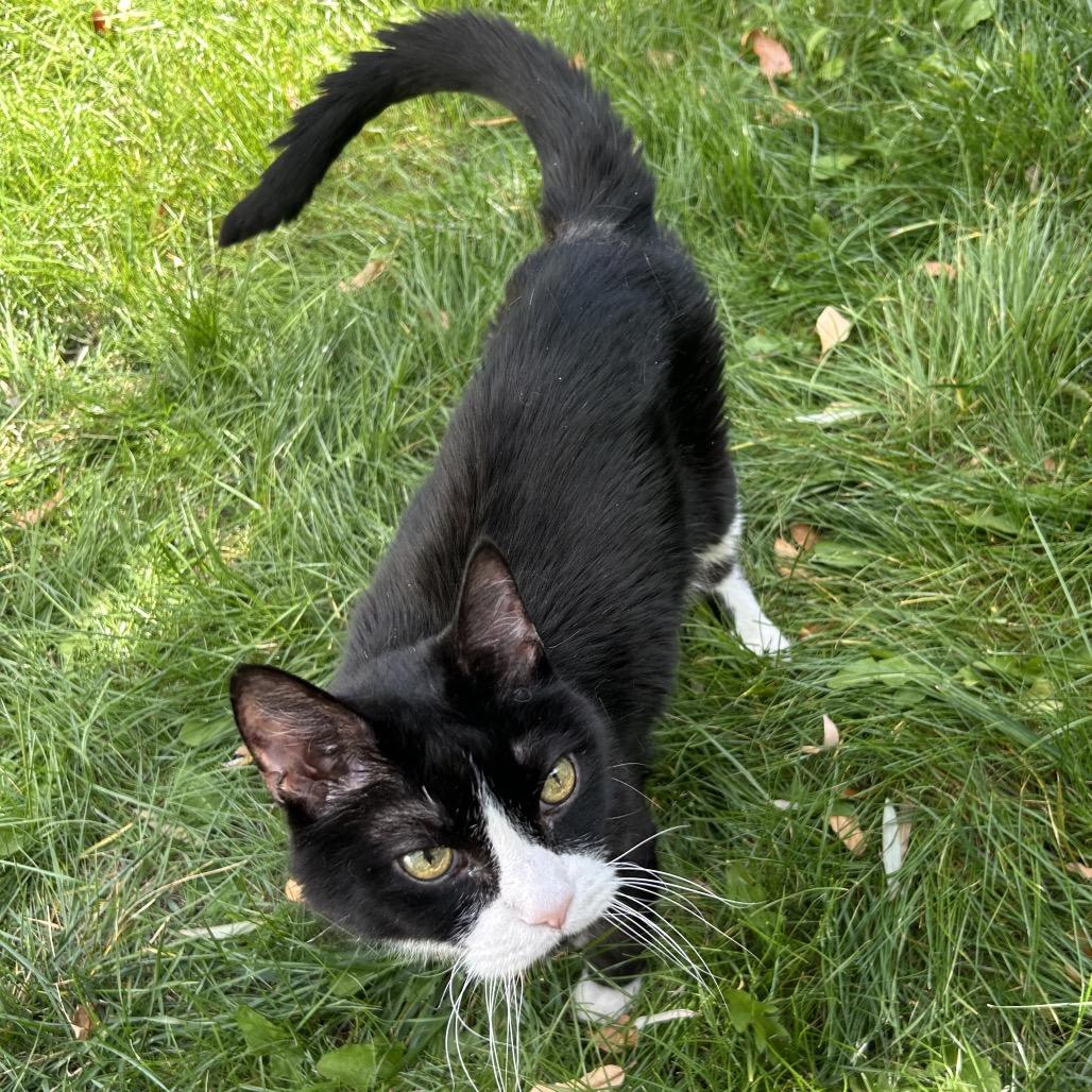 Enlarge Bud DAP, a Adoptable Domestic Short Hair in Denver, CO image 3/6