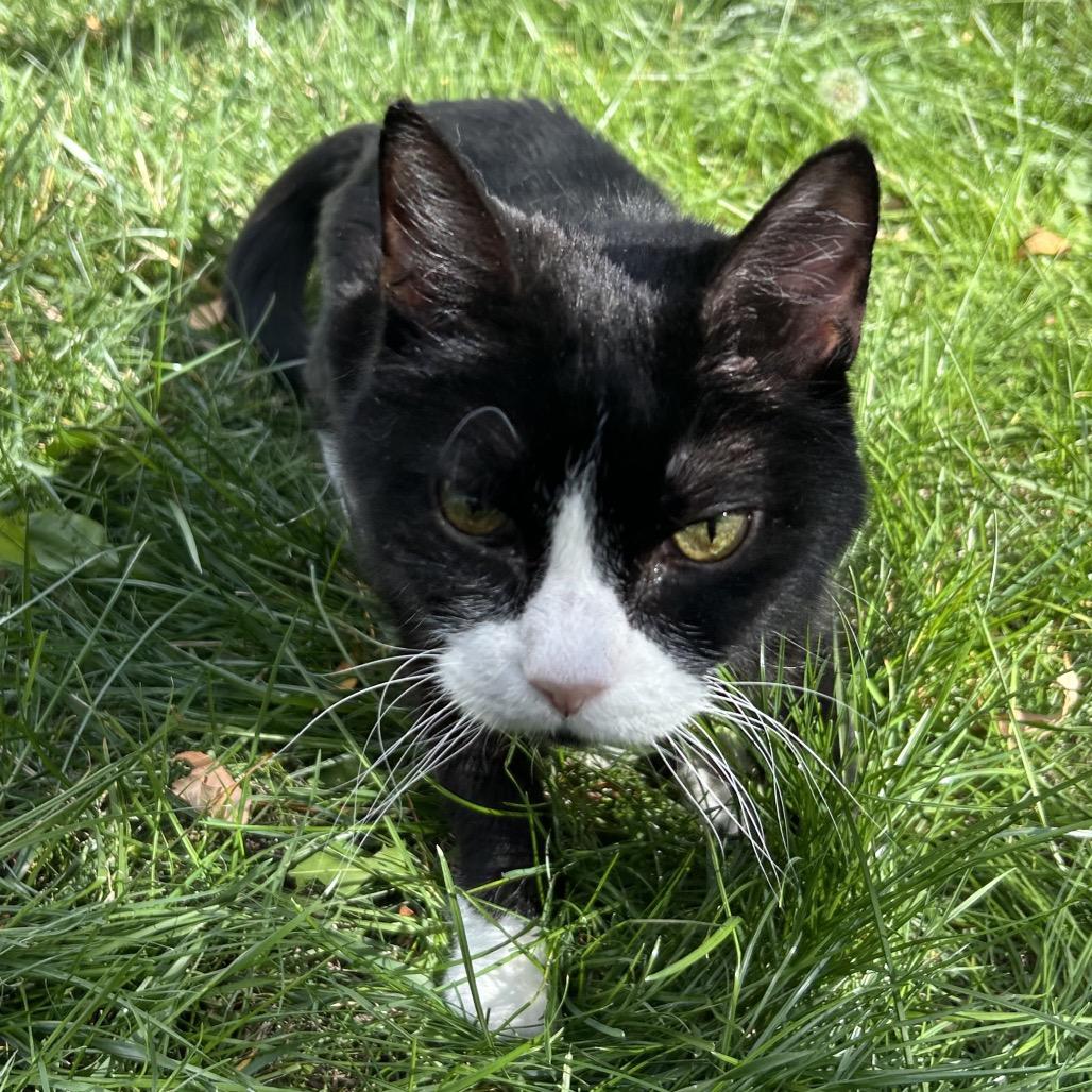Enlarge Bud DAP, a Adoptable Domestic Short Hair in Denver, CO image 5/6