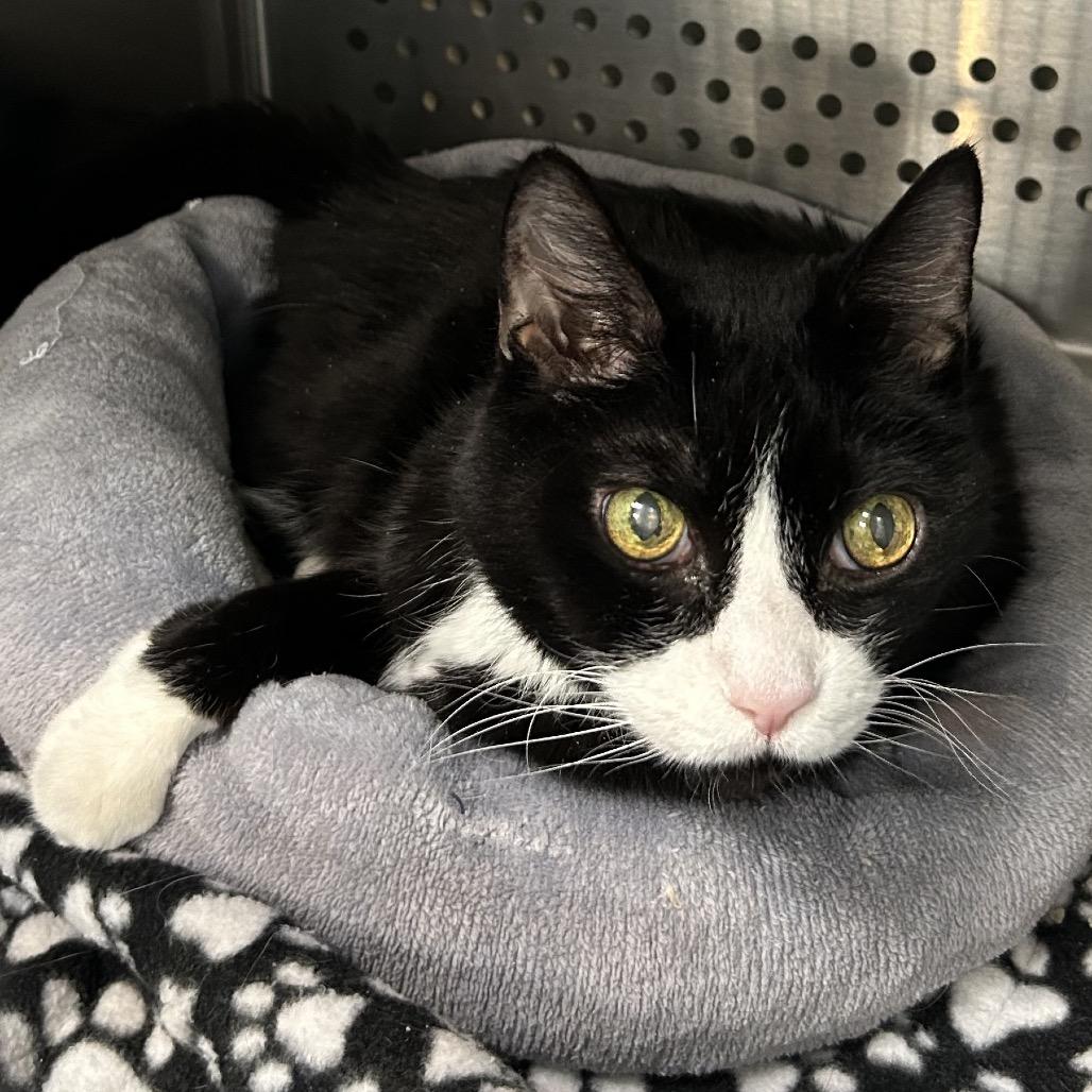 Enlarge Bud DAP, a Adoptable Domestic Short Hair in Denver, CO image 6/6