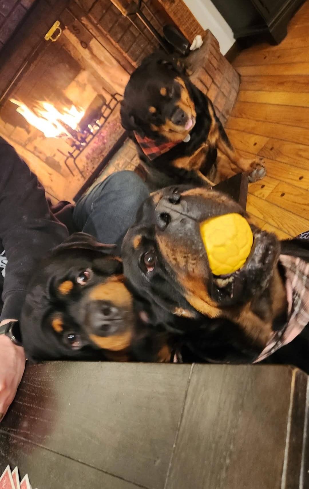 Enlarge Bubica, a ADOPTABLE Rottweiler in Davison, MI image 2/4