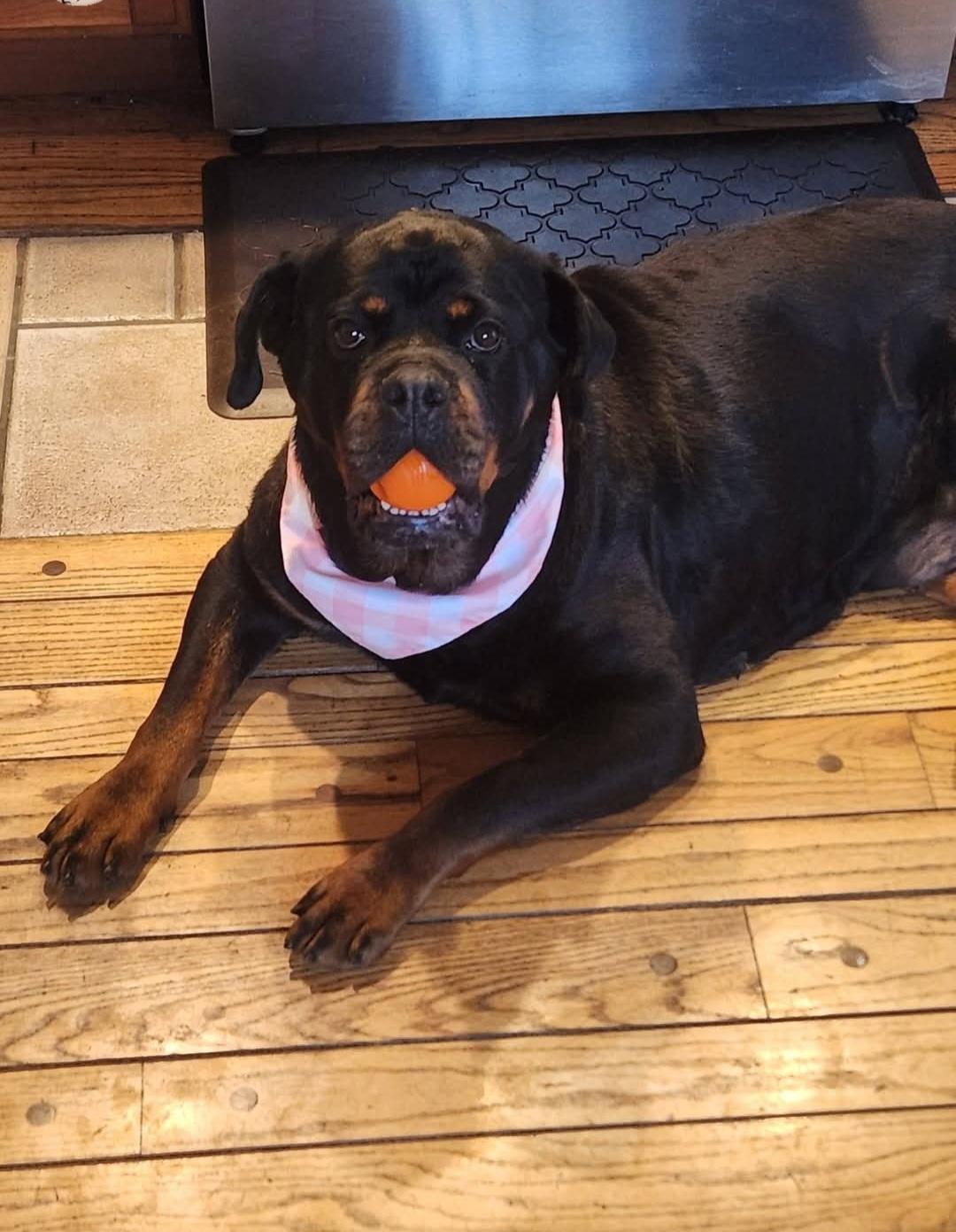 Enlarge Bubica, a ADOPTABLE Rottweiler in Davison, MI image 3/4