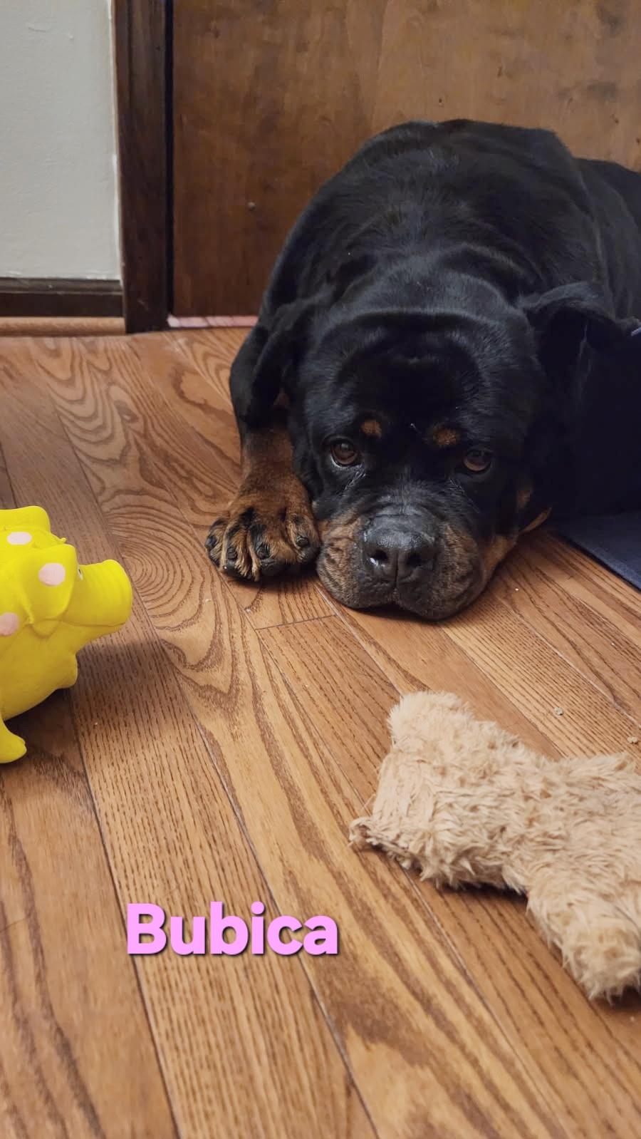 Enlarge Bubica, a ADOPTABLE Rottweiler in Davison, MI image 1/4