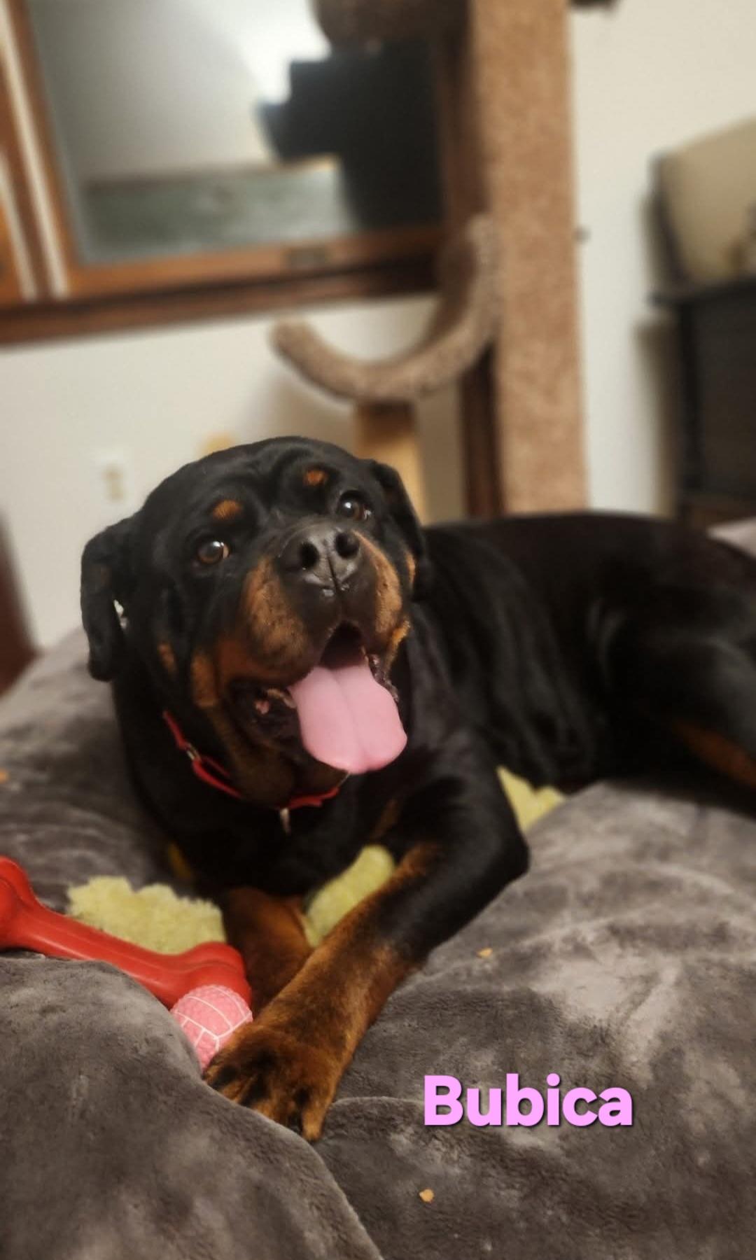 Enlarge Bubica, a ADOPTABLE Rottweiler in Davison, MI image 4/4