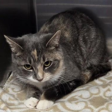 Enlarge Coco, a ADOPTABLE Domestic Short Hair in Worcester, MA image 1/1