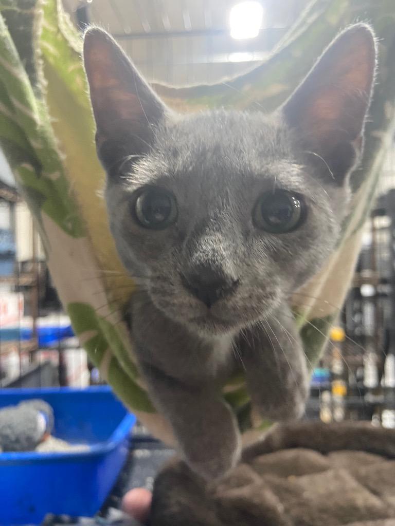 Blueberry, Adopted, Young Male Domestic Short Hair.