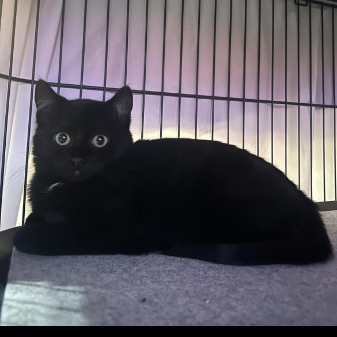 Enlarge Nessarose and Elphaba , a ADOPTABLE Domestic Short Hair in Pardeeville, WI image 5/5