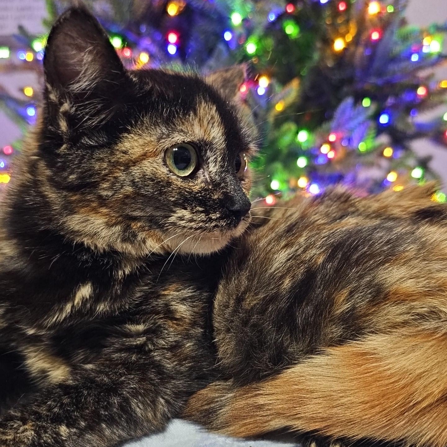 Enlarge Nessarose and Elphaba , a ADOPTABLE Domestic Short Hair in Pardeeville, WI image 4/5