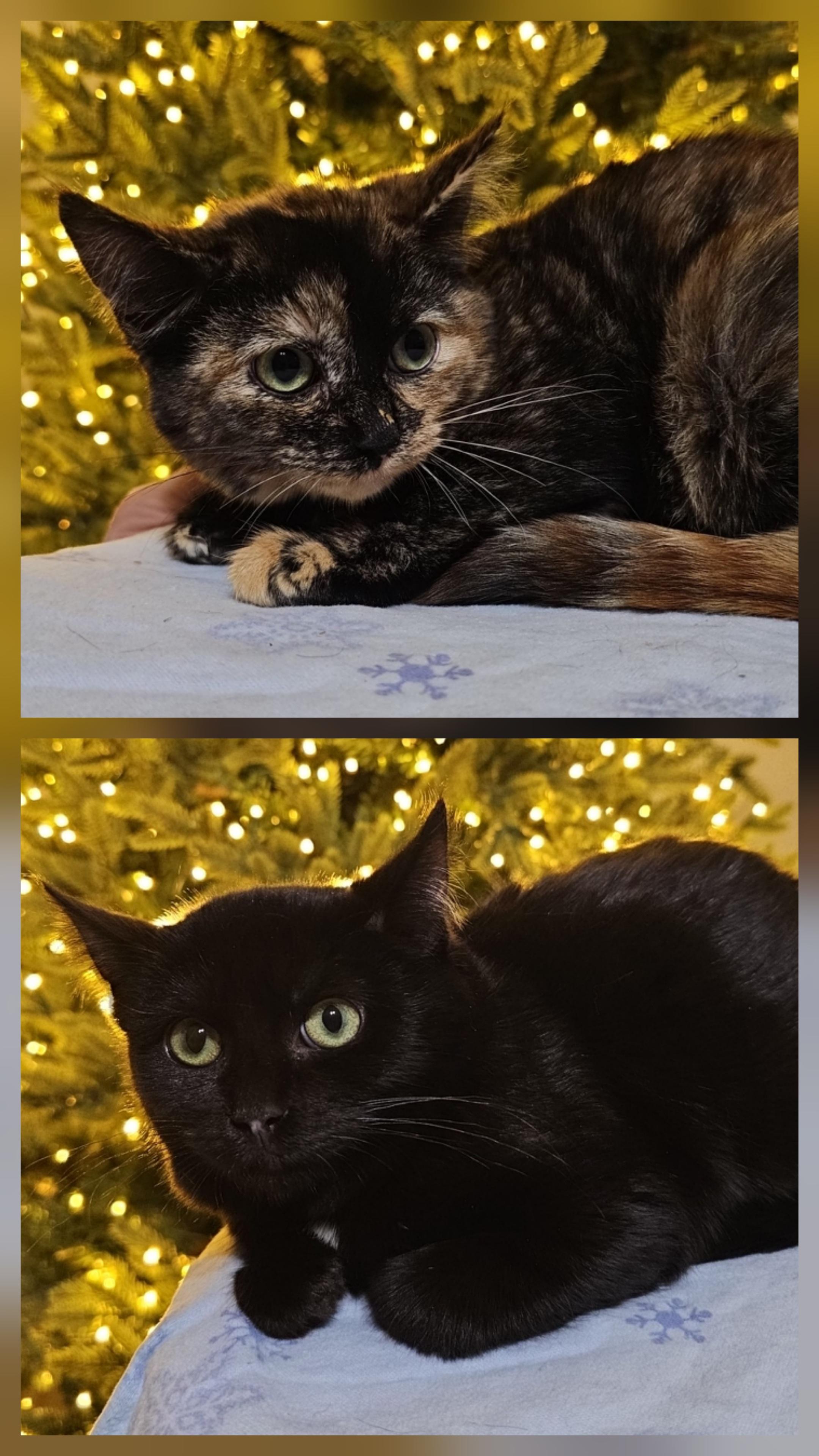 Enlarge Nessarose and Elphaba , a ADOPTABLE Domestic Short Hair in Pardeeville, WI image 1/5