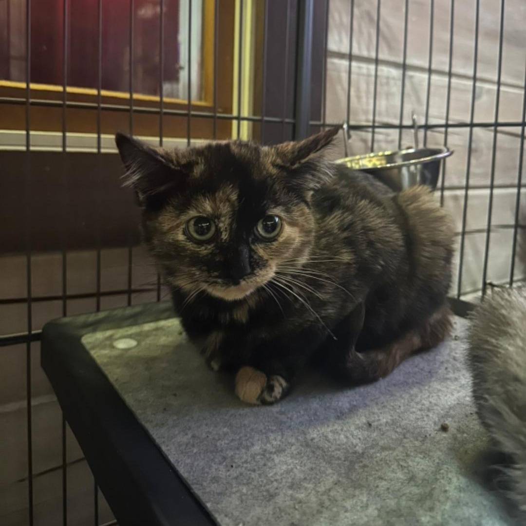 Enlarge Nessarose and Elphaba , a ADOPTABLE Domestic Short Hair in Pardeeville, WI image 2/5