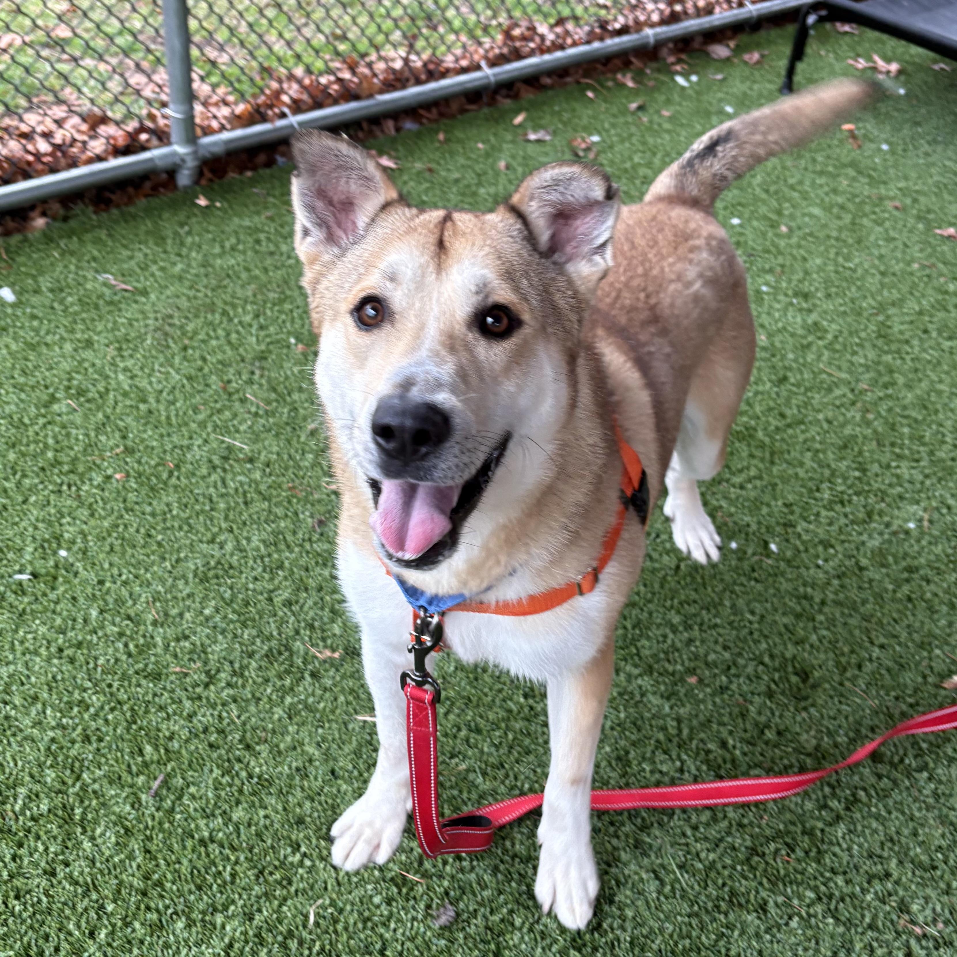 Enlarge Rex, a ADOPTABLE mixed breed in Eatontown, NJ image 6/6