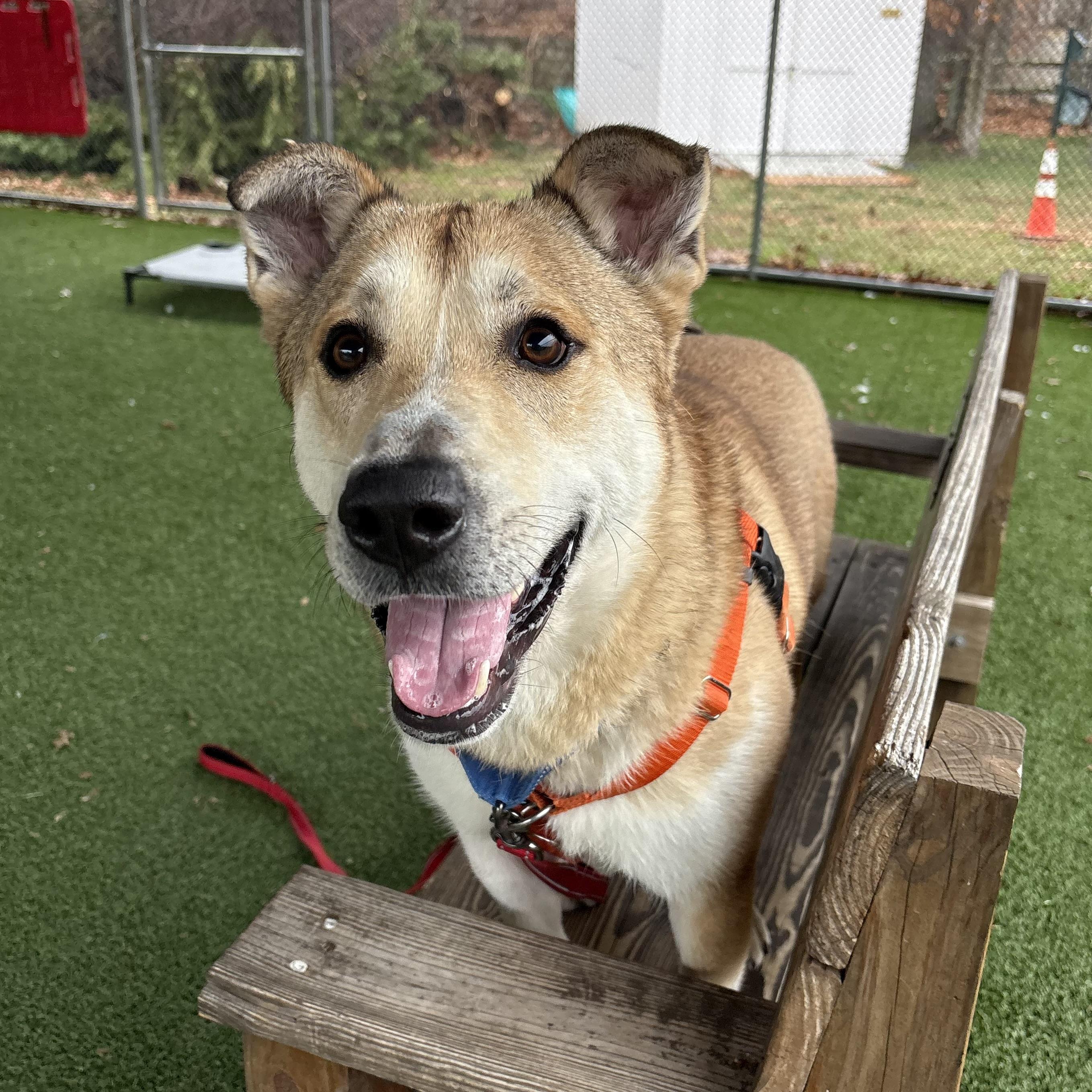 Enlarge Rex, a ADOPTABLE mixed breed in Eatontown, NJ image 3/6