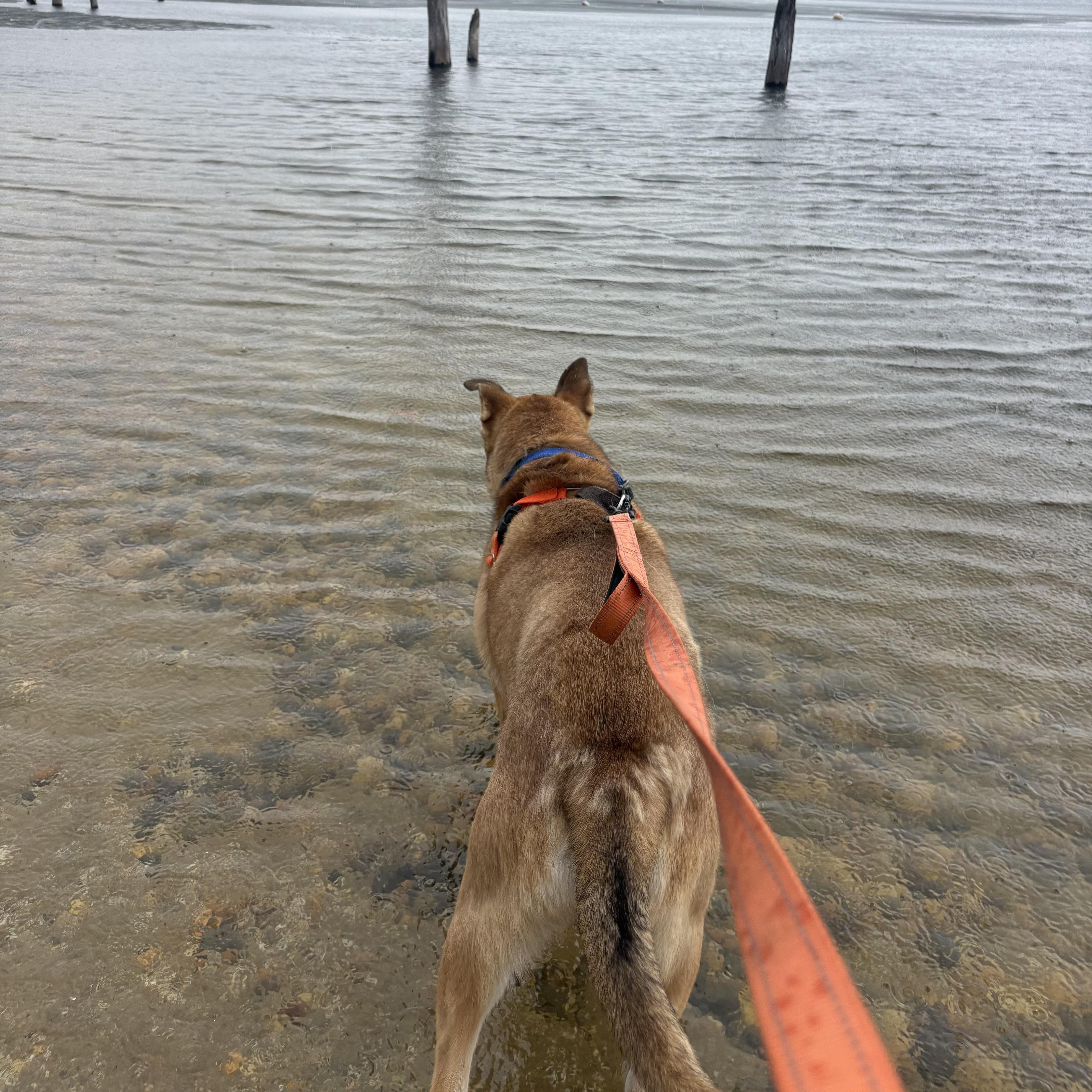 Enlarge Rex, a ADOPTABLE mixed breed in Eatontown, NJ image 2/6