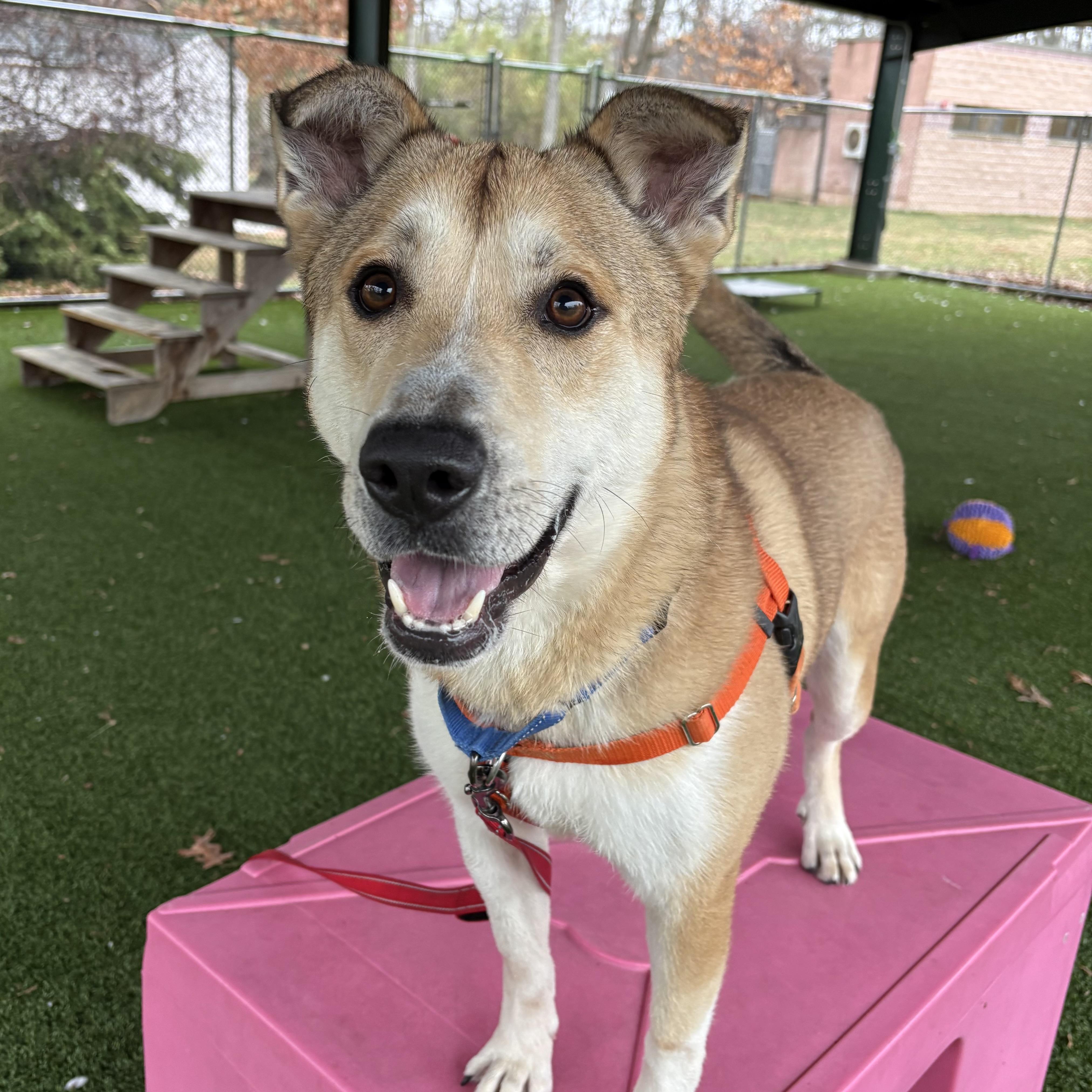 Enlarge Rex, a ADOPTABLE mixed breed in Eatontown, NJ image 5/6