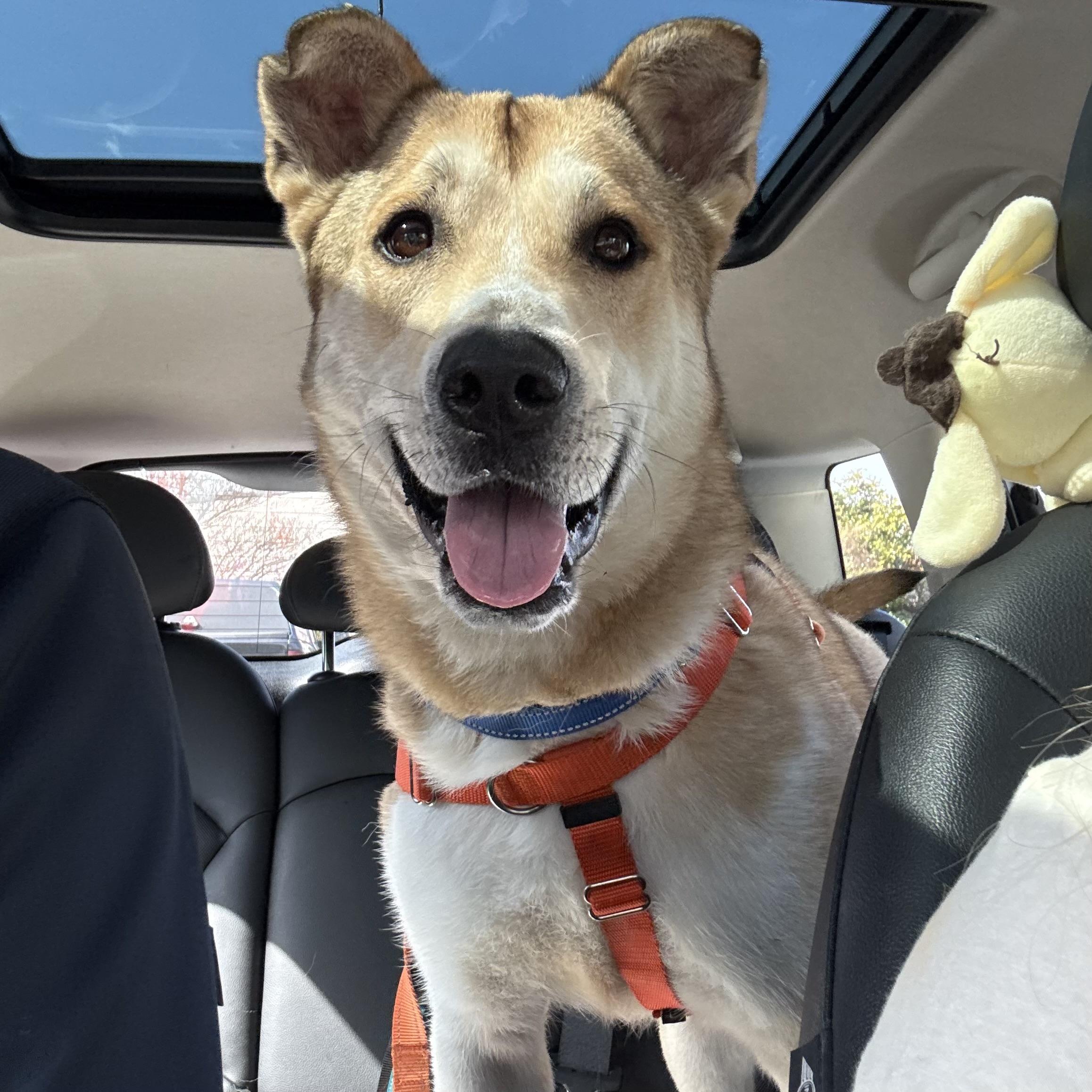 Rex, ADOPTABLE, Adult Male Shepherd.