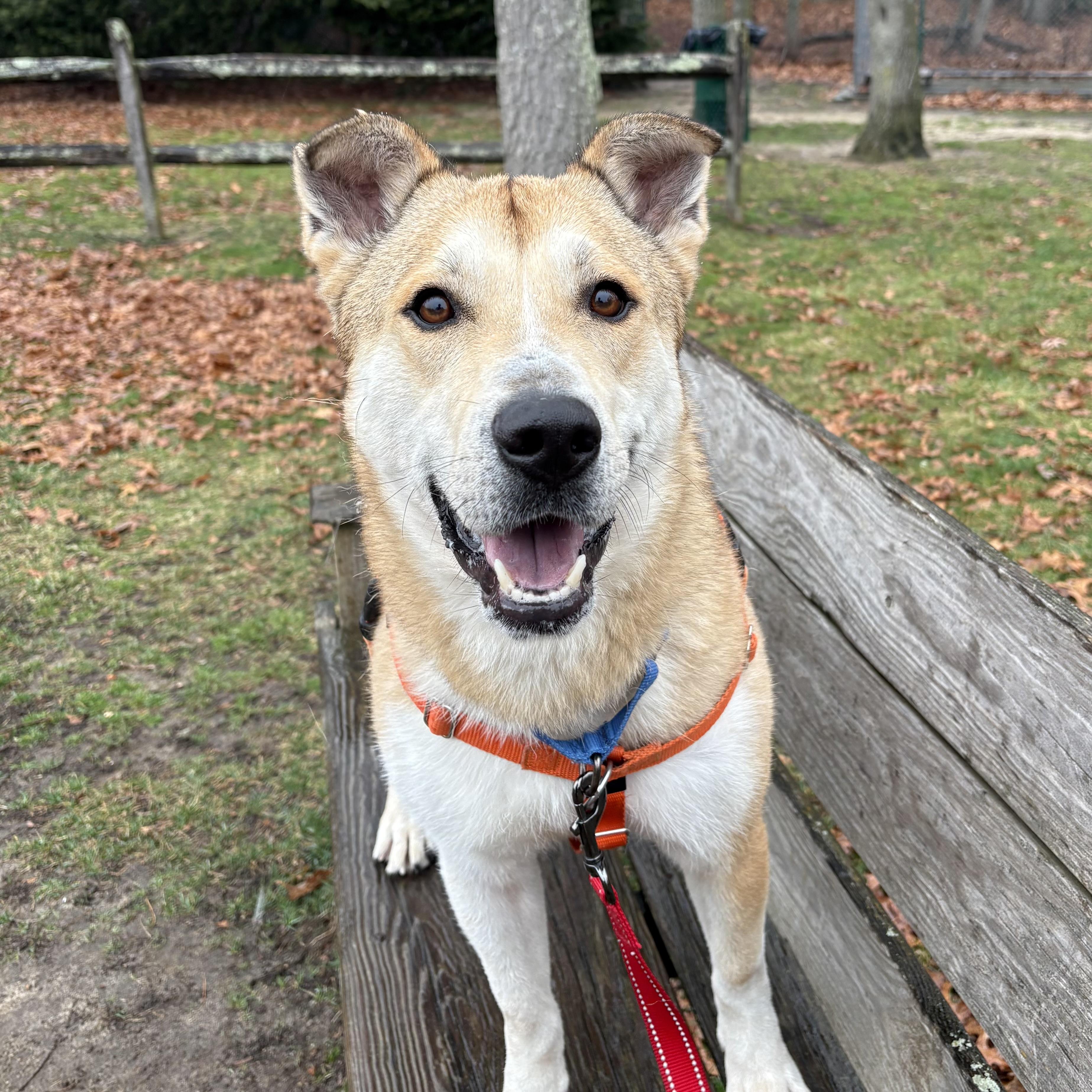 Enlarge Rex, a ADOPTABLE mixed breed in Eatontown, NJ image 4/6