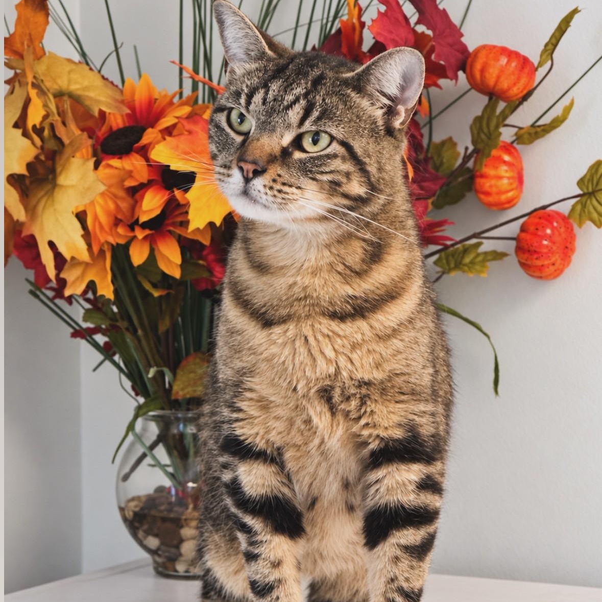 Scarlett, Adoptable, Adult Female Domestic Short Hair.