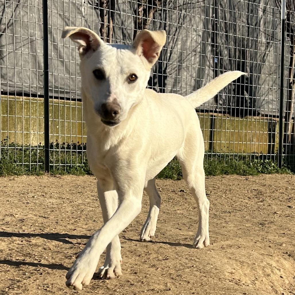 Nolly, Adoptable, Young Female Labrador Retriever.