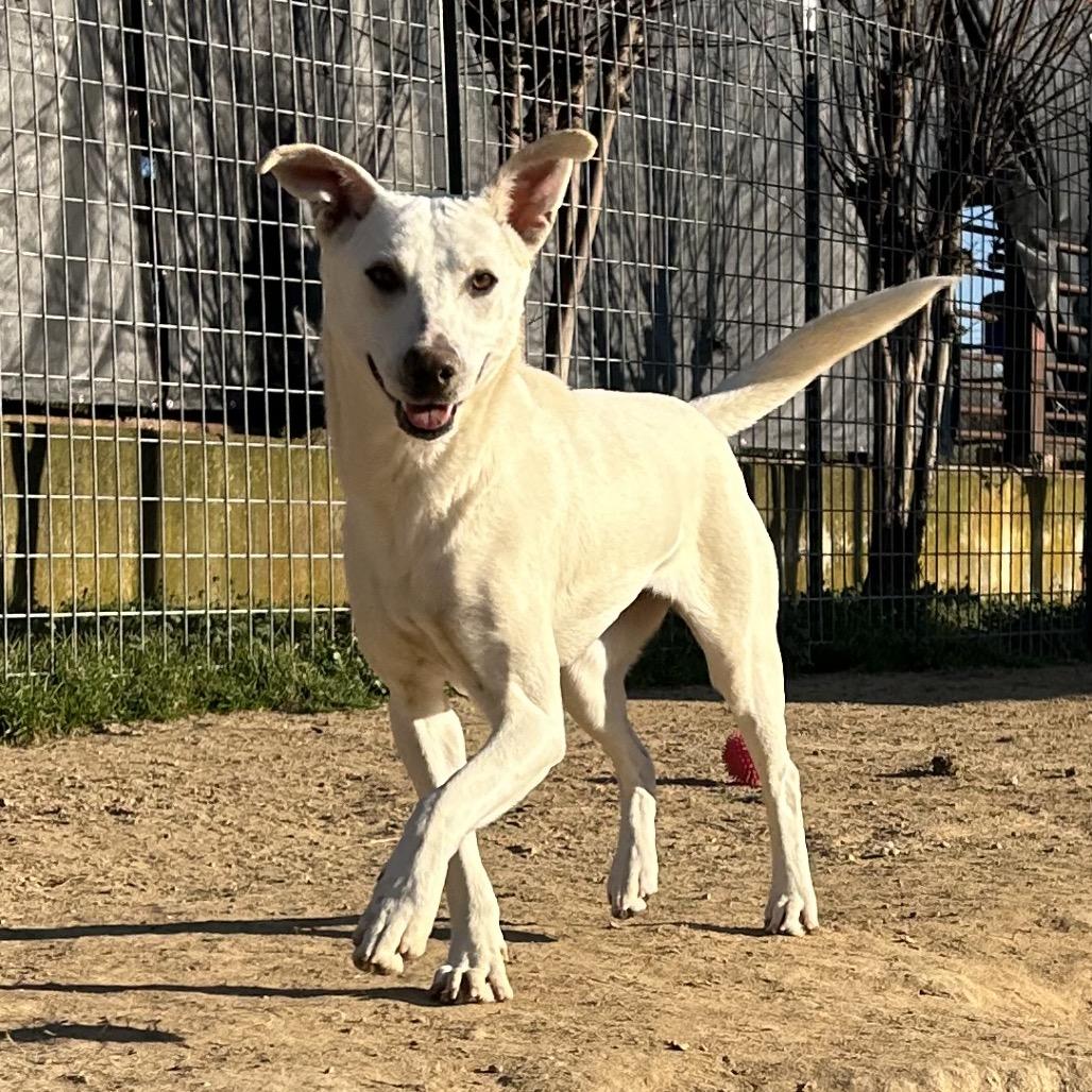 Enlarge Nolly, a Adoptable mixed breed in West Point, MS image 2/6