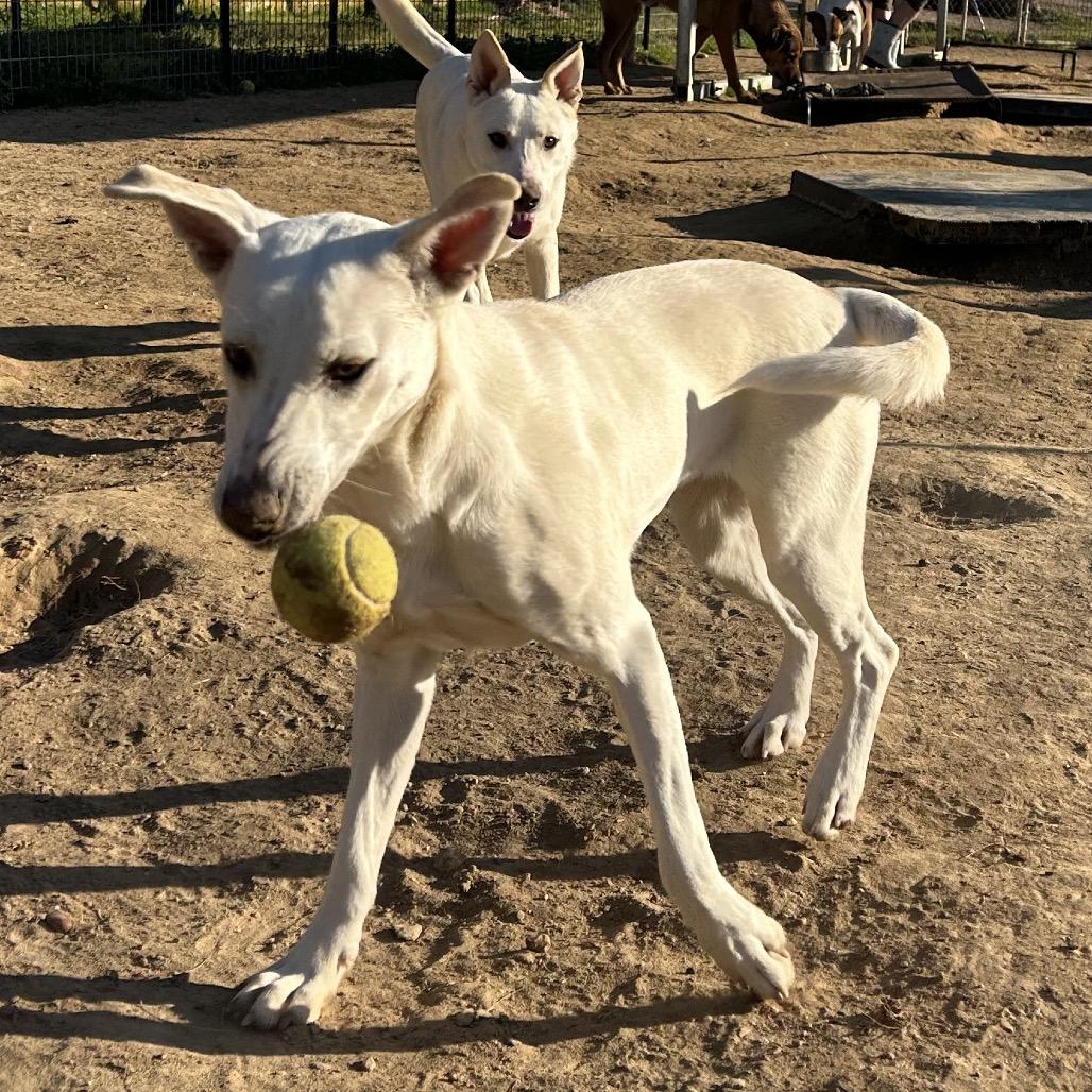 Enlarge Nolly, a Adoptable mixed breed in West Point, MS image 3/6