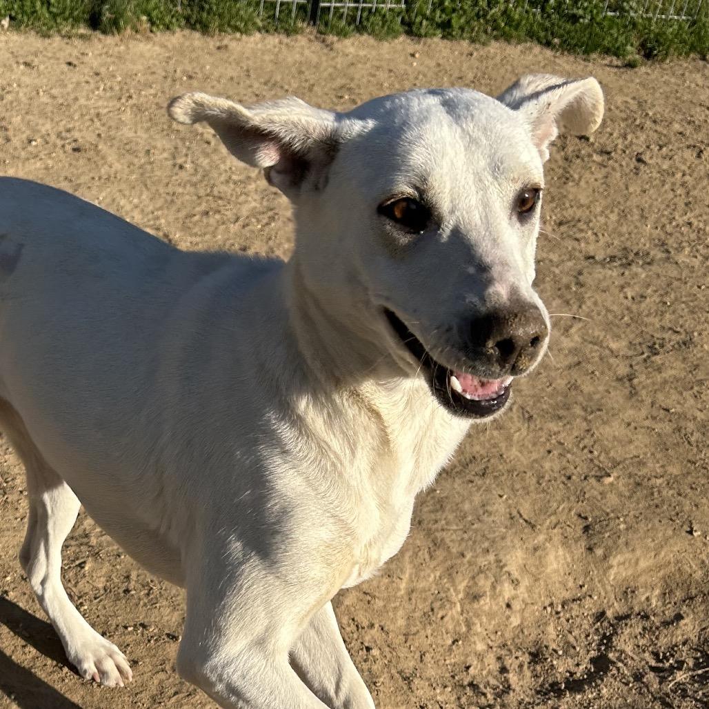 Enlarge Nolly, a Adoptable mixed breed in West Point, MS image 4/6