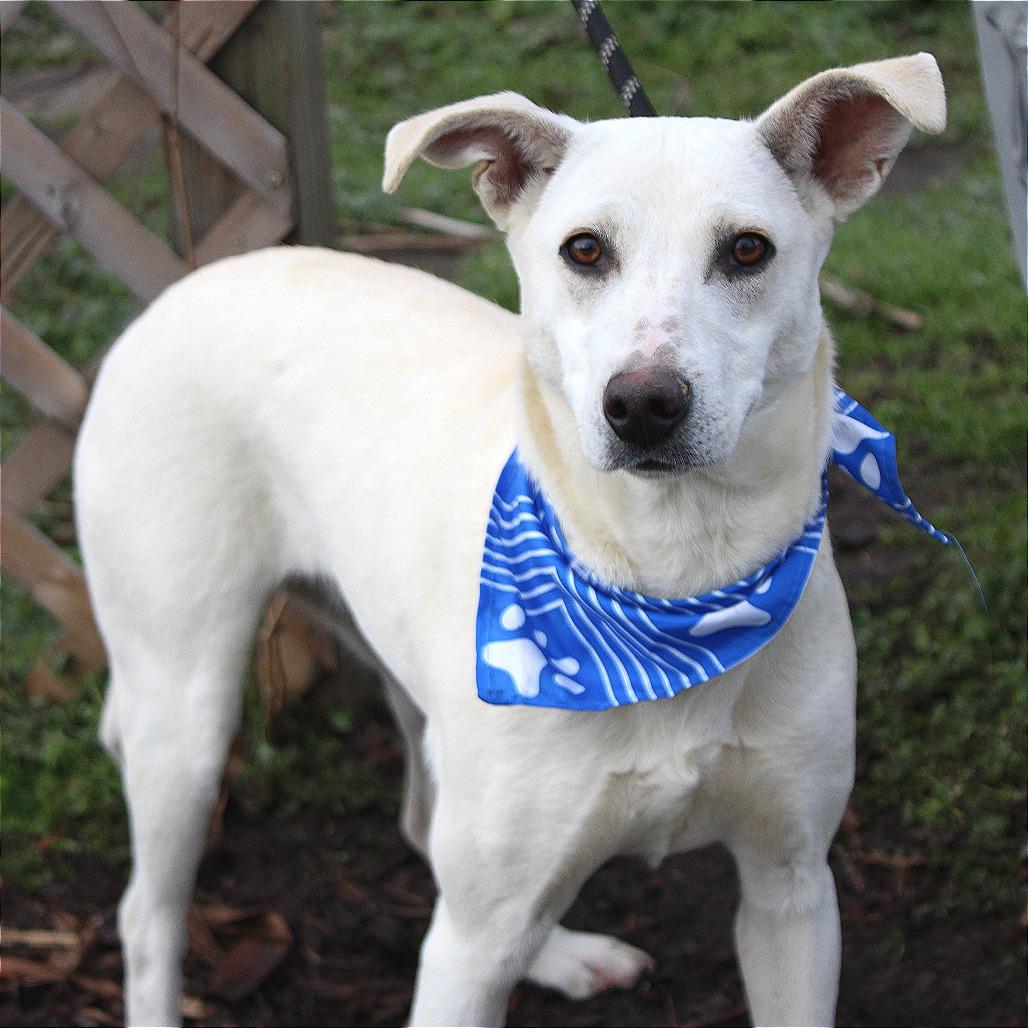 Enlarge Nolly, a Adoptable mixed breed in West Point, MS image 6/6