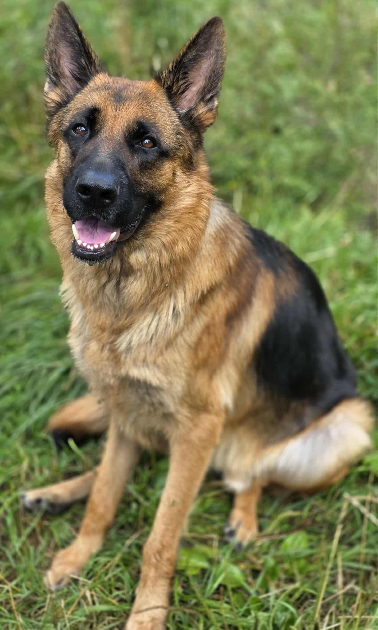 Enlarge Zeus, a Adoptable German Shepherd Dog in Cuba, NY image 1/3