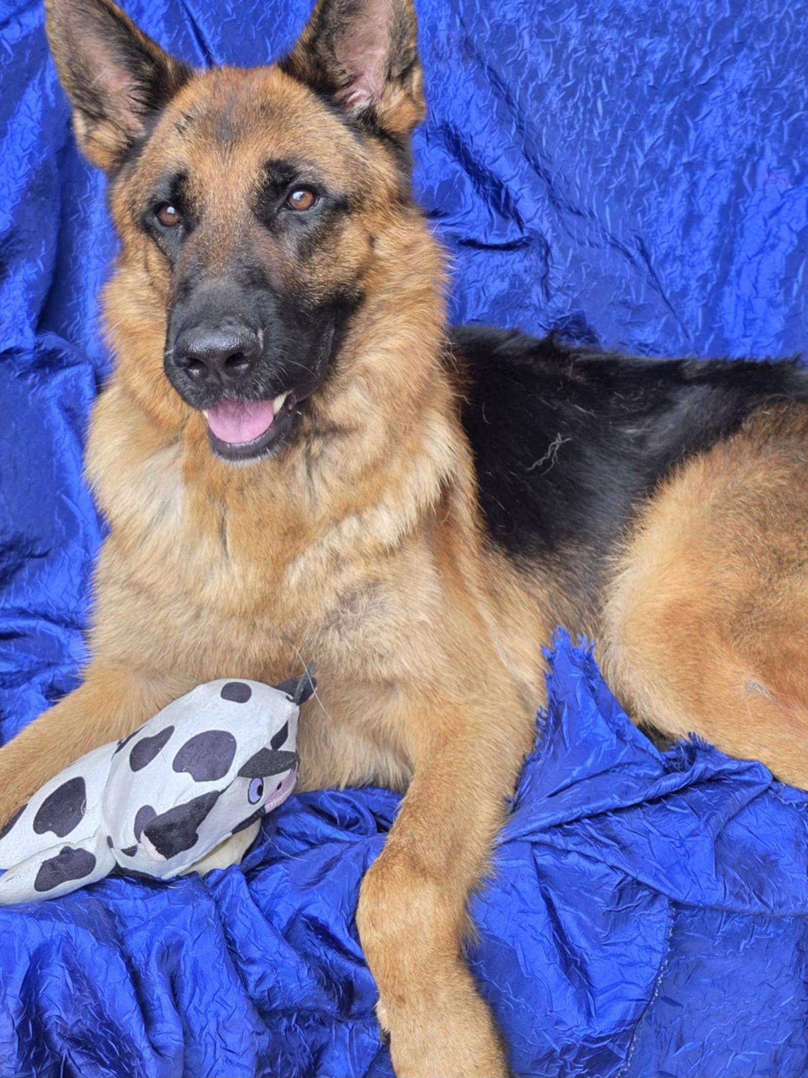 Enlarge Zeus, a Adoptable German Shepherd Dog in Cuba, NY image 2/3