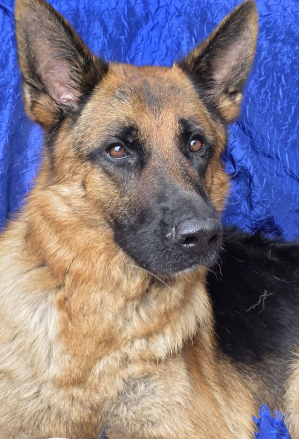 Enlarge Zeus, a Adoptable German Shepherd Dog in Cuba, NY image 3/3