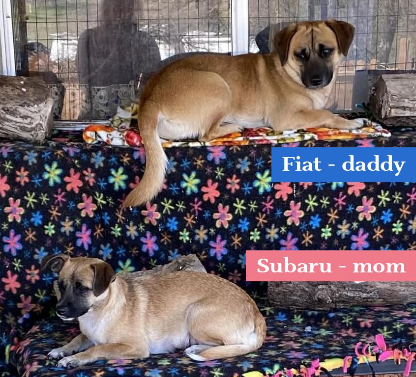 Enlarge Ascent (Subaru litter), a Adoptable mixed breed in Silvana, WA image 4/5