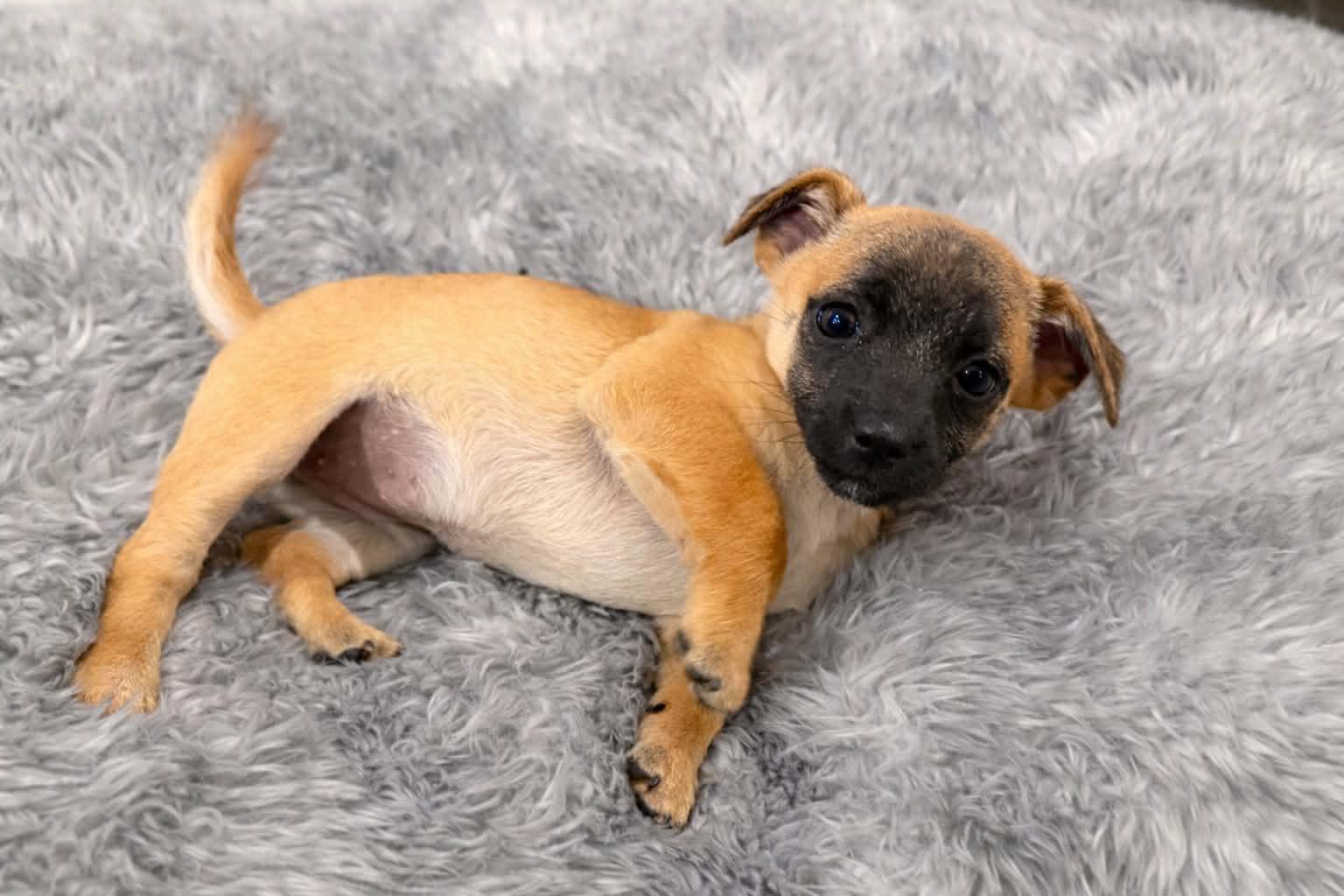 Enlarge Ascent (Subaru litter), a Adoptable mixed breed in Silvana, WA image 2/5