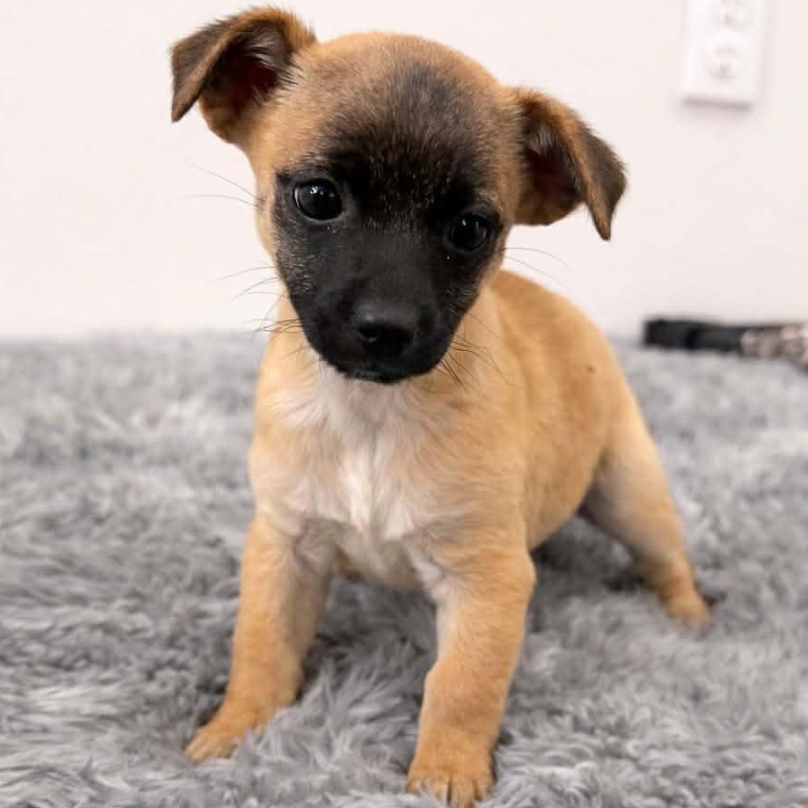 Enlarge Ascent (Subaru litter), a Adoptable mixed breed in Silvana, WA image 1/5