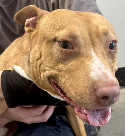 Drum Eatenton fka Dog 1