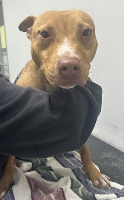 Drum Eatenton fka Dog 1 — thumbnail 3