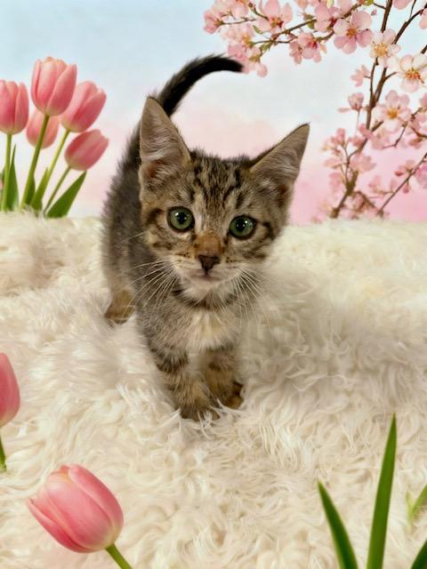 Enlarge Pistachio, a Adoptable Tabby in Tehachapi, CA image 1/1