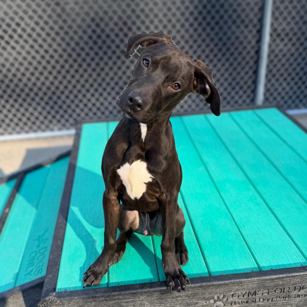 Darling, Adoptable, Young Male Mixed Breed.
