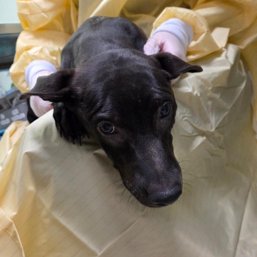 Enlarge Darling, a Adoptable Mixed Breed in Charleston, WV image 2/2
