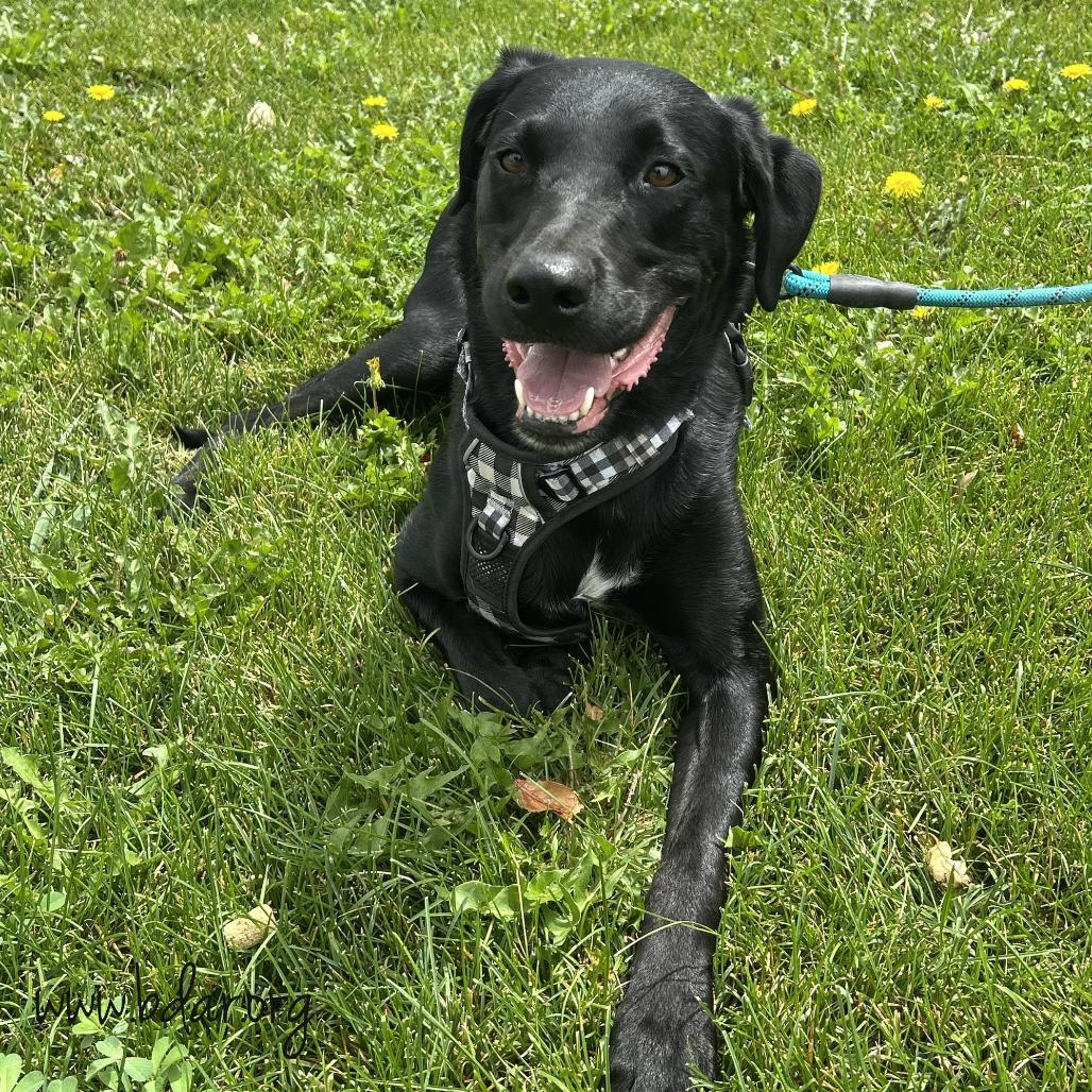 Duke, Adoptable, Adult Male Black Labrador Retriever.