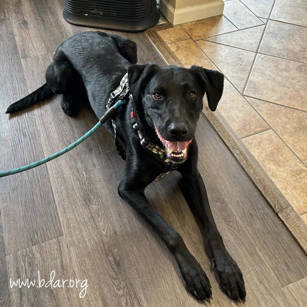 Duke, a Adoptable Black Labrador Retriever in Cheyenne, WY image 2/4