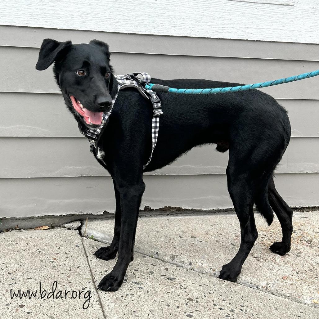 Duke, a Adoptable Black Labrador Retriever in Cheyenne, WY image 3/4