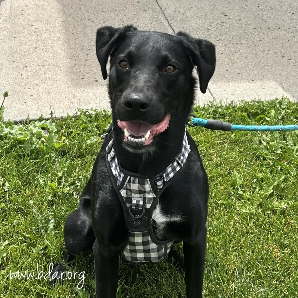 Duke, a Adoptable Black Labrador Retriever in Cheyenne, WY image 4/4