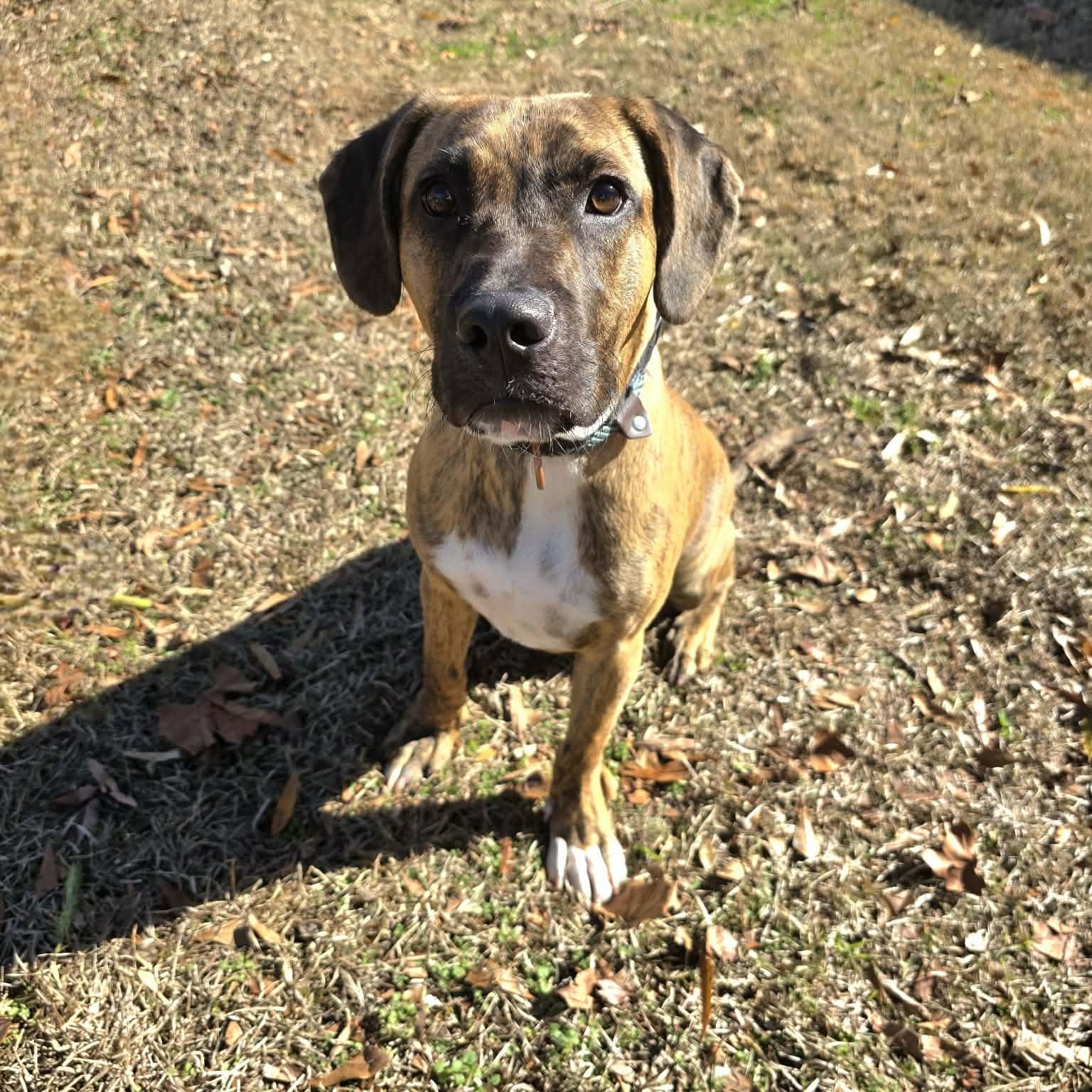 Enlarge Thumper, a ADOPTABLE mixed breed in Milledgeville, GA image 2/5