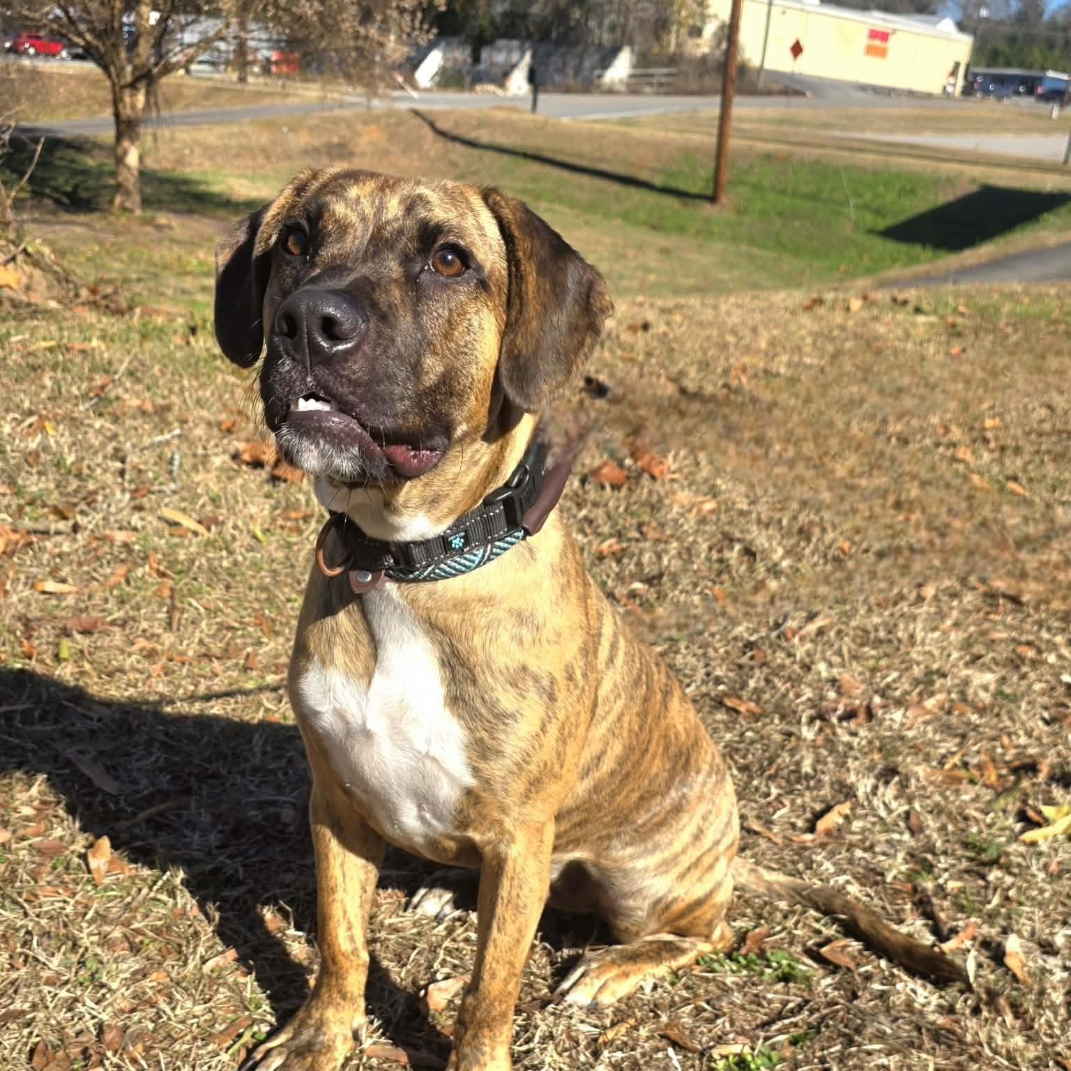 Enlarge Thumper, a ADOPTABLE mixed breed in Milledgeville, GA image 4/5