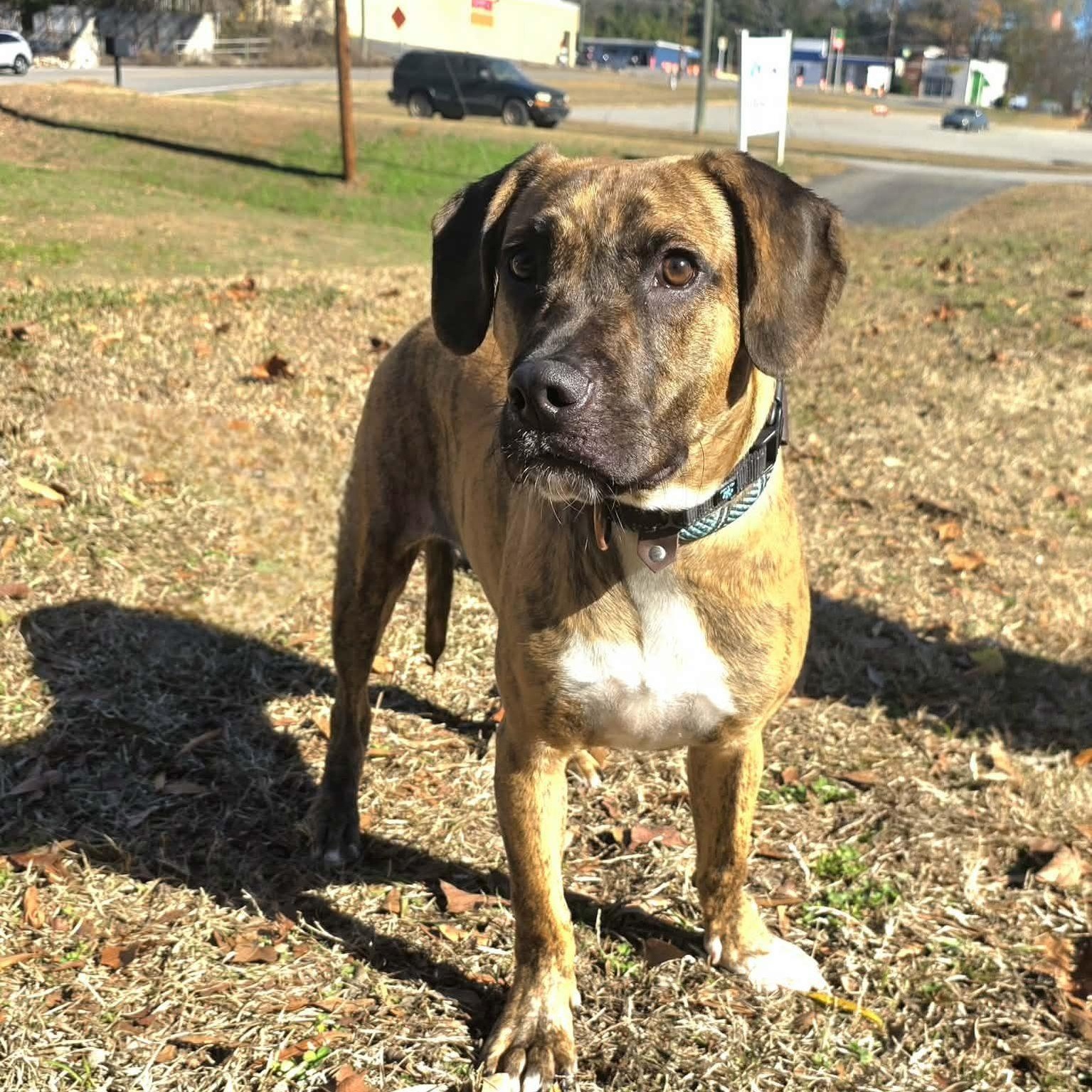 Enlarge Thumper, a ADOPTABLE mixed breed in Milledgeville, GA image 3/5