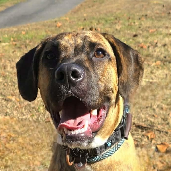 Enlarge Thumper, a ADOPTABLE mixed breed in Milledgeville, GA image 1/5