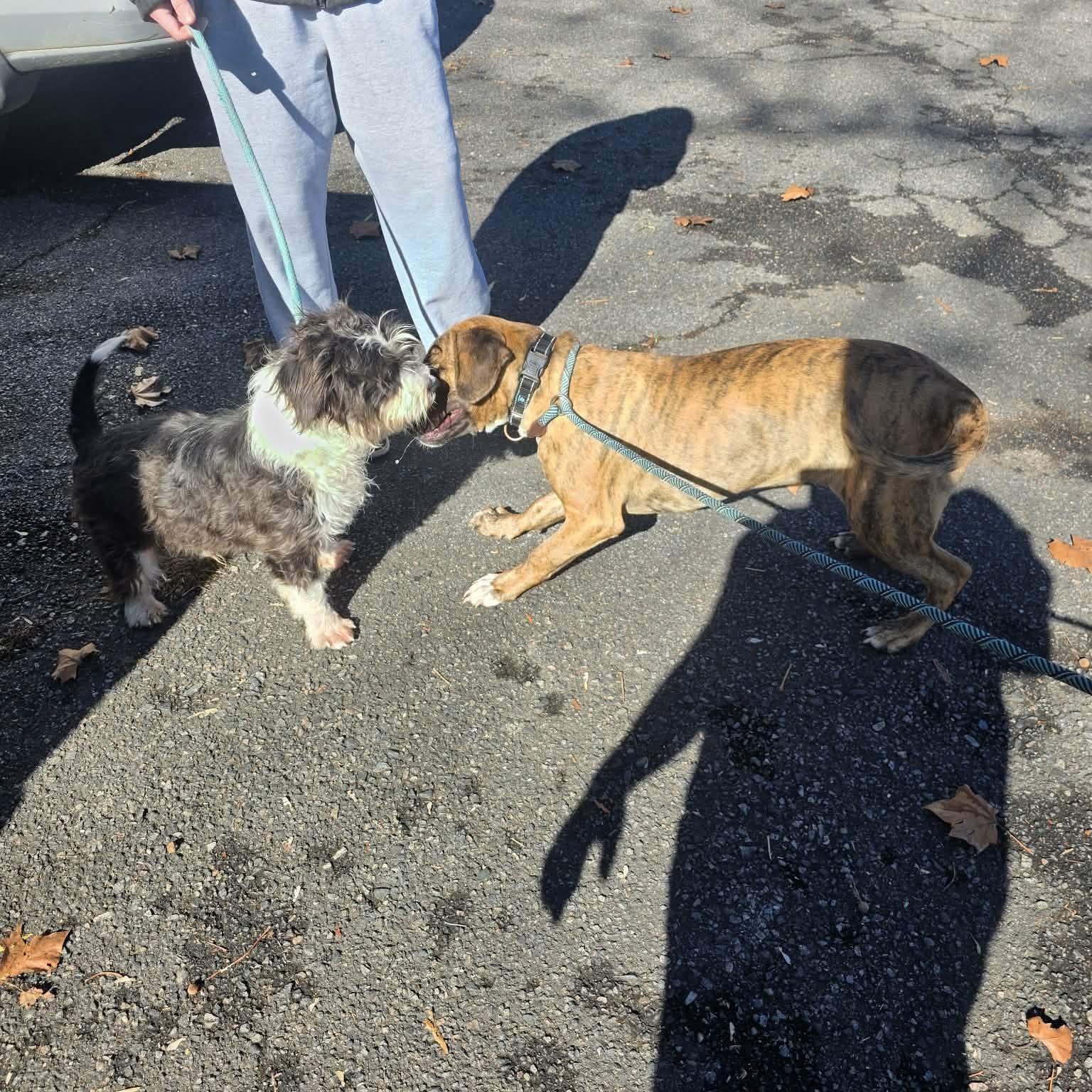 Enlarge Thumper, a ADOPTABLE mixed breed in Milledgeville, GA image 5/5