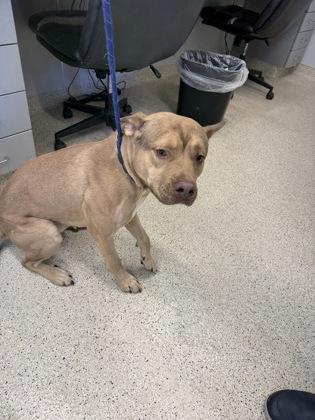 Rocko, Adoptable, Adult Male Mixed Breed & Mixed Breed.
