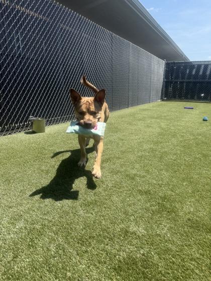 Rocko, Adoptable, Adult Male Mixed Breed & Mixed Breed.
